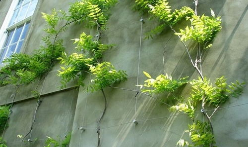 آشنایی با دیوار سبز کابلی و مزایای استفاده از آن