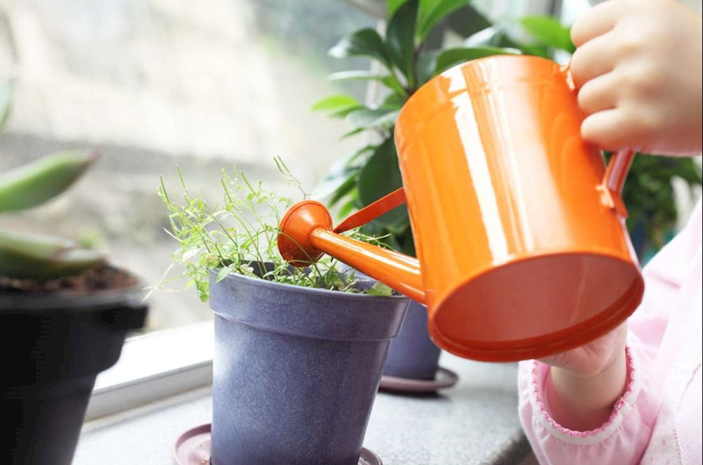 گیاهان تصفیه کننده هوا | کدام گیاهان به تصفیه هوای منزل کمک می‌کنند 